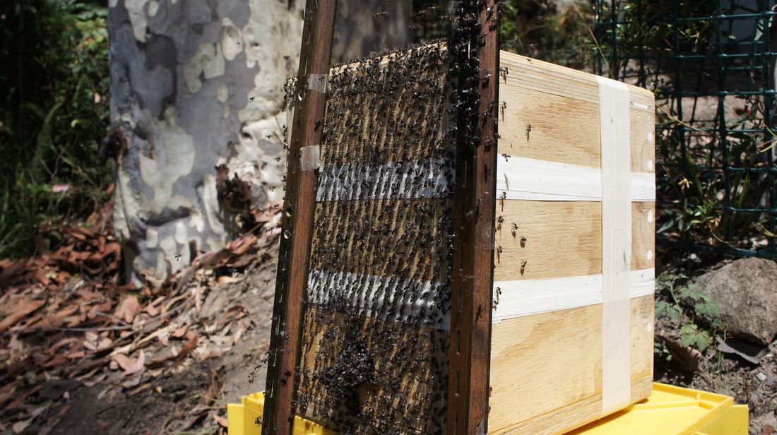 Bush Bees - Northbridge, AU, how to make a beehive