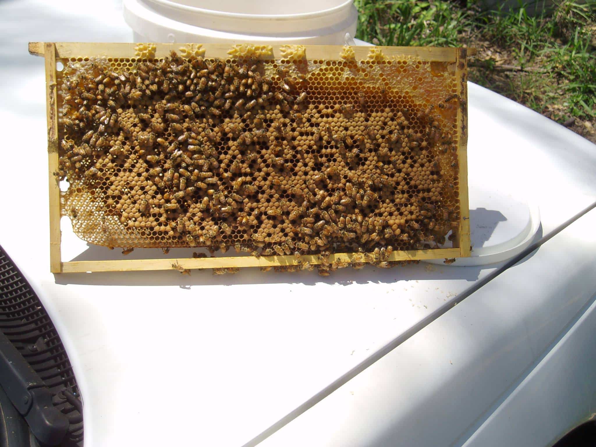 John L. Guilfoyle Pty Ltd - Inala, AU, beekeeping supplies