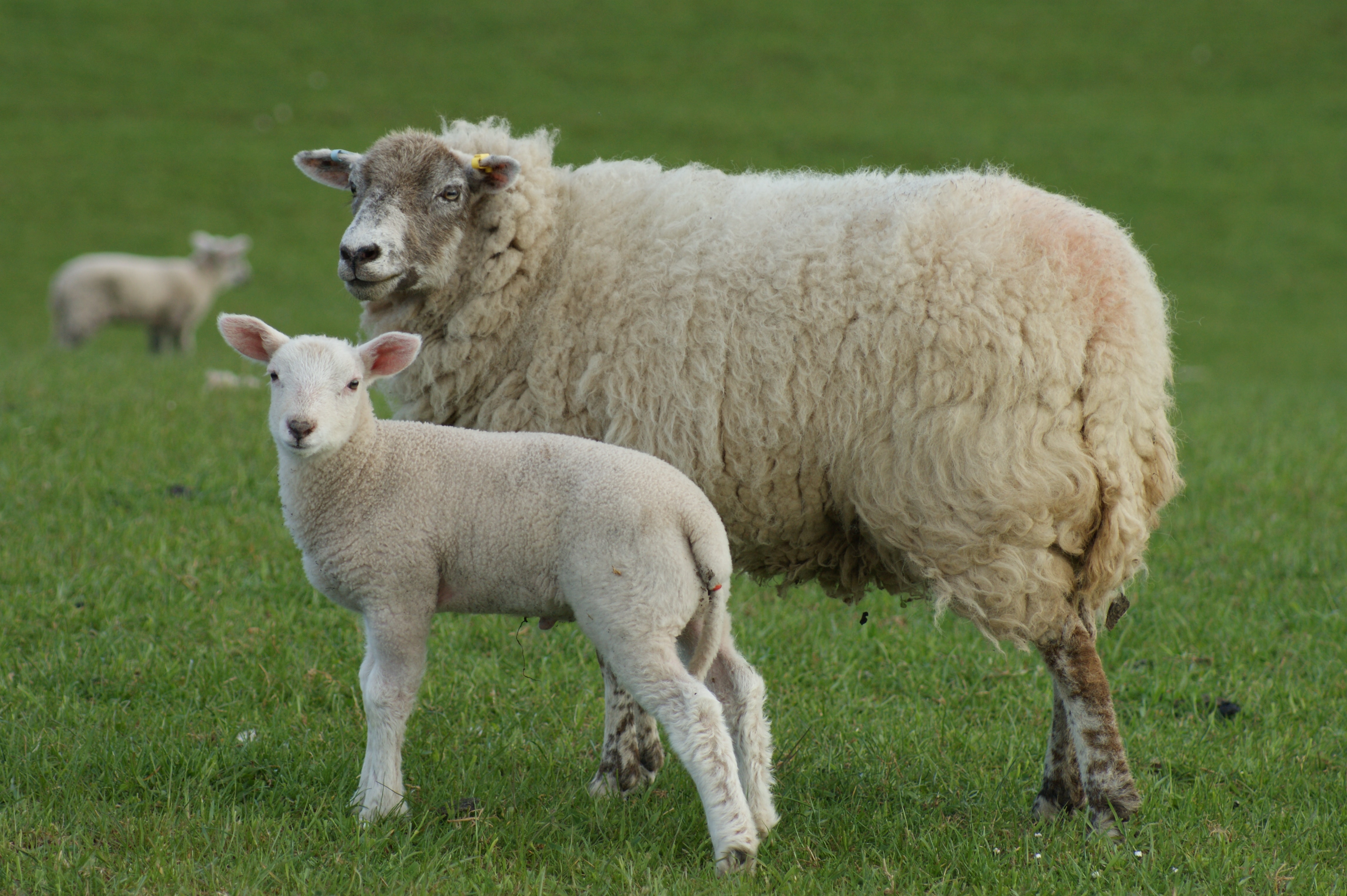 Innovis Ltd - Aberystwyth, UK, sheep breeds