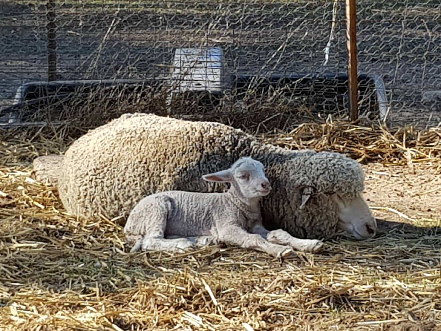 Polwarth Sheep Breeders Association of Australia Inc. - Barongarook, AU, polwarth wool