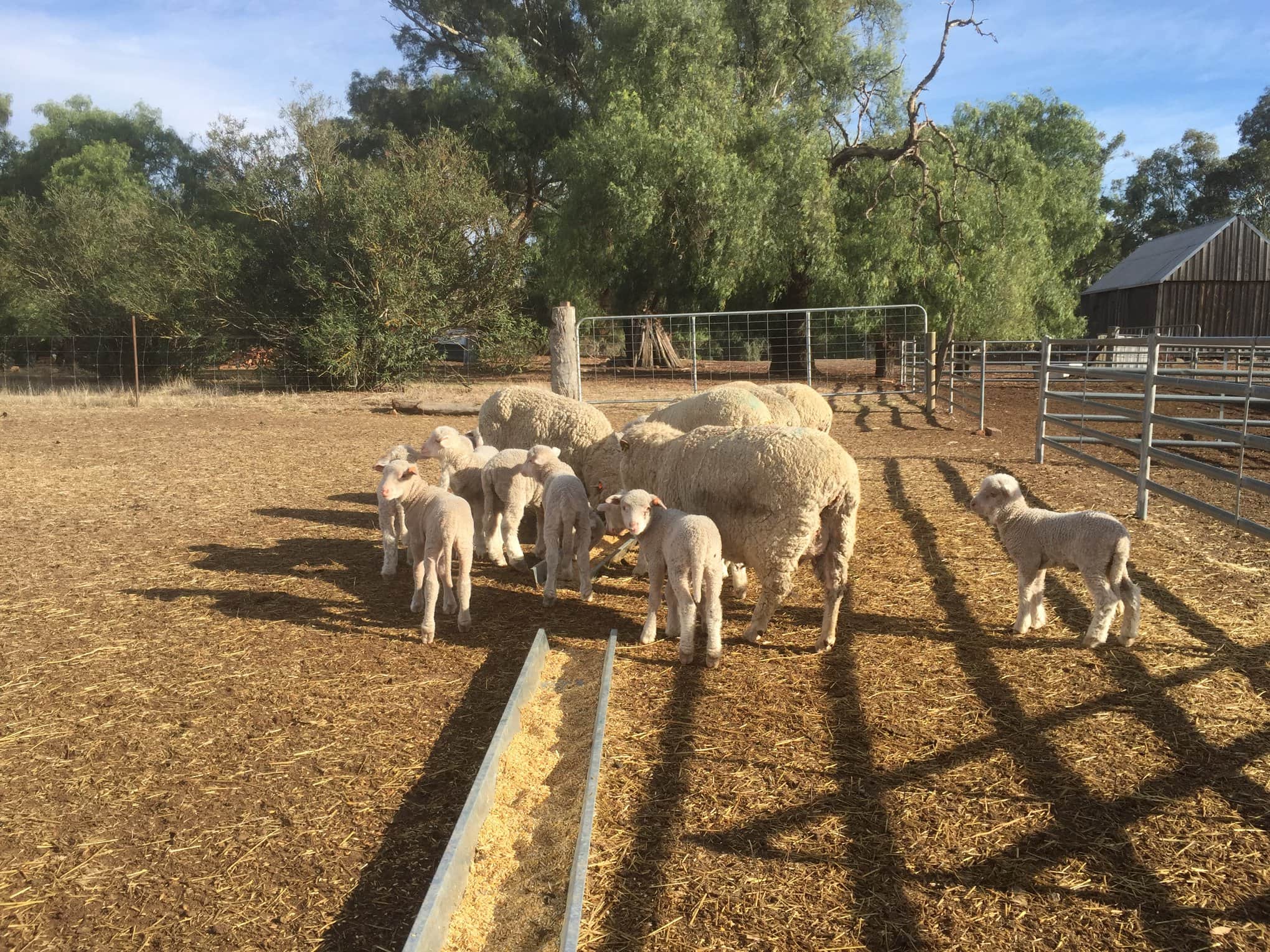 Polwarth Sheep Breeders Association of Australia Inc. - Barongarook, AU, polwarth sheep