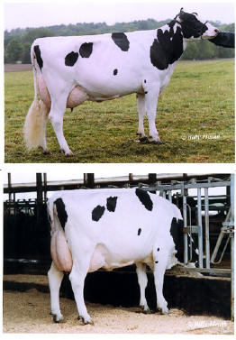 The Cattle Breeding Consultancy - London, UK, cattle breeds
