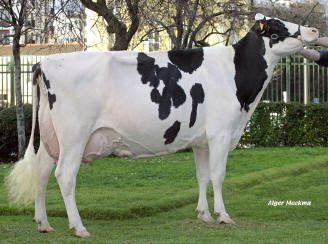The Cattle Breeding Consultancy - London, UK, cow breeds