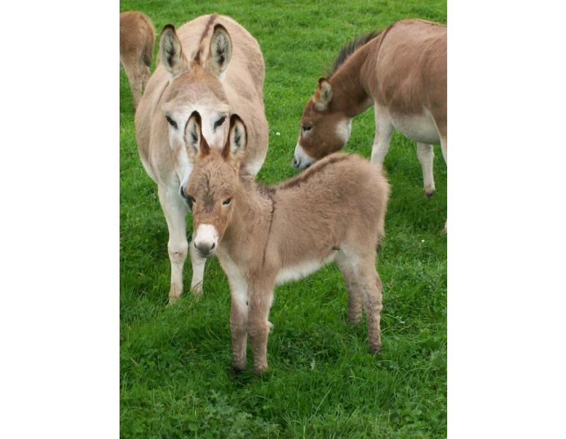 Miller's Ark Animals - Newnham, UK, miniature donkeys for sale uk