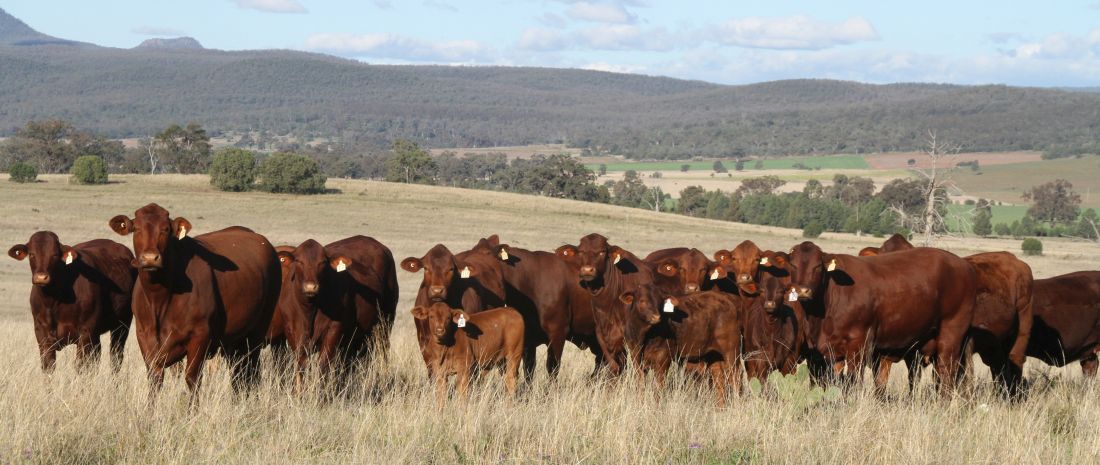 SANTA GERTRUDIS - Geebung Queensland, AU, cattle breeds