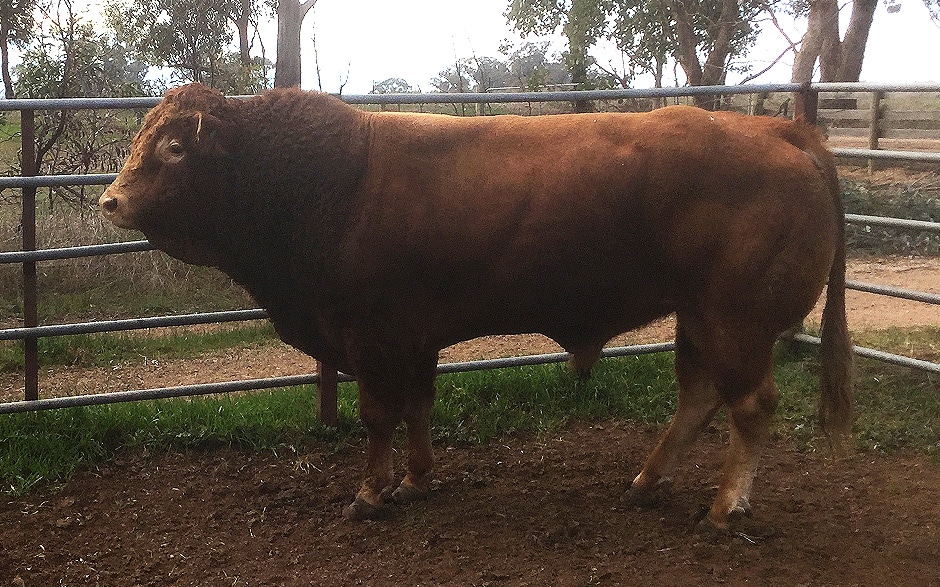 TopWatch Cattle Services - Goorambat, AU, red cow