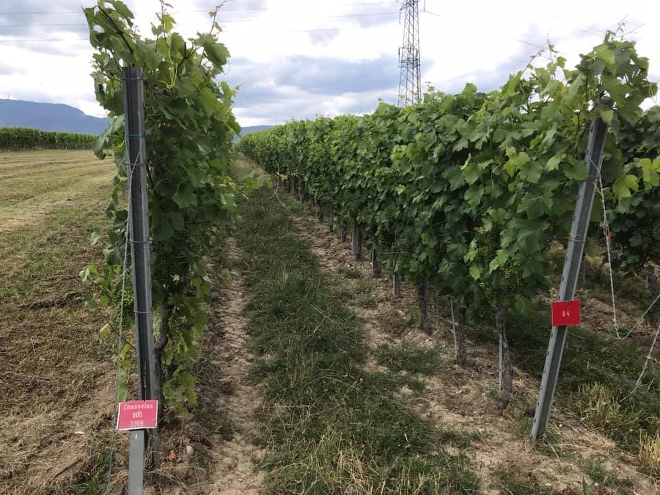 Retallack Viticulture Pty Ltd - Crafers West, AU, vineyard vines