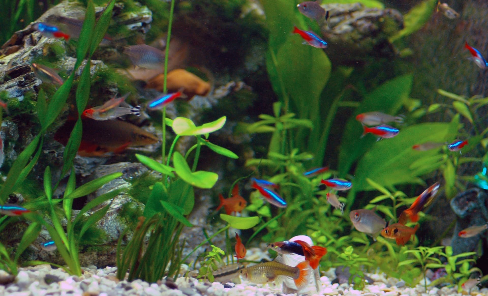Angel Aquarium & Pet Centre - London,, UK, fish tank