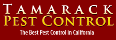 tamarack pest control