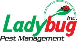 ladybug pest management inc