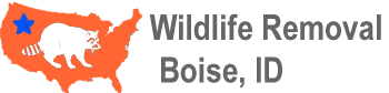wildlife removal boise