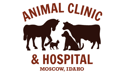 animal clinic & hospital