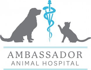 ambassador animal hospital