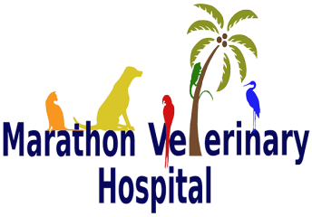 marathon veterinary hospital