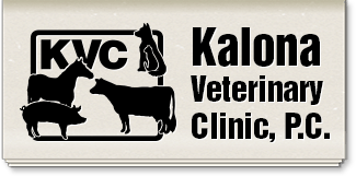 kalona veterinary clinic