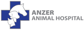 anzer animal hospital