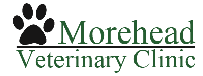 morehead veterinary clinic