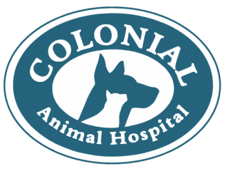 colonial animal hospital
