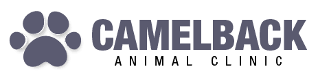 camelback animal clinic