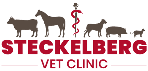 steckelberg veterinary clinic