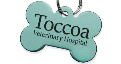 toccoa veterinary hospital