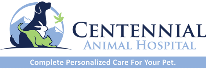 centennial animal hospital
