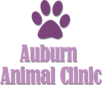 auburn animal clinic