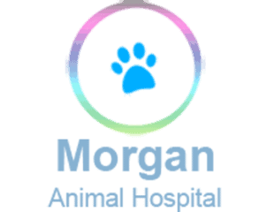 morgan animal hospital
