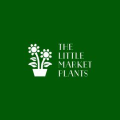 plants delivery melbourne - the little market plants