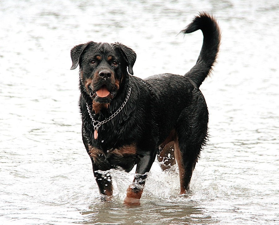 Paw Friendly - Parnell, NZ, dog walker
