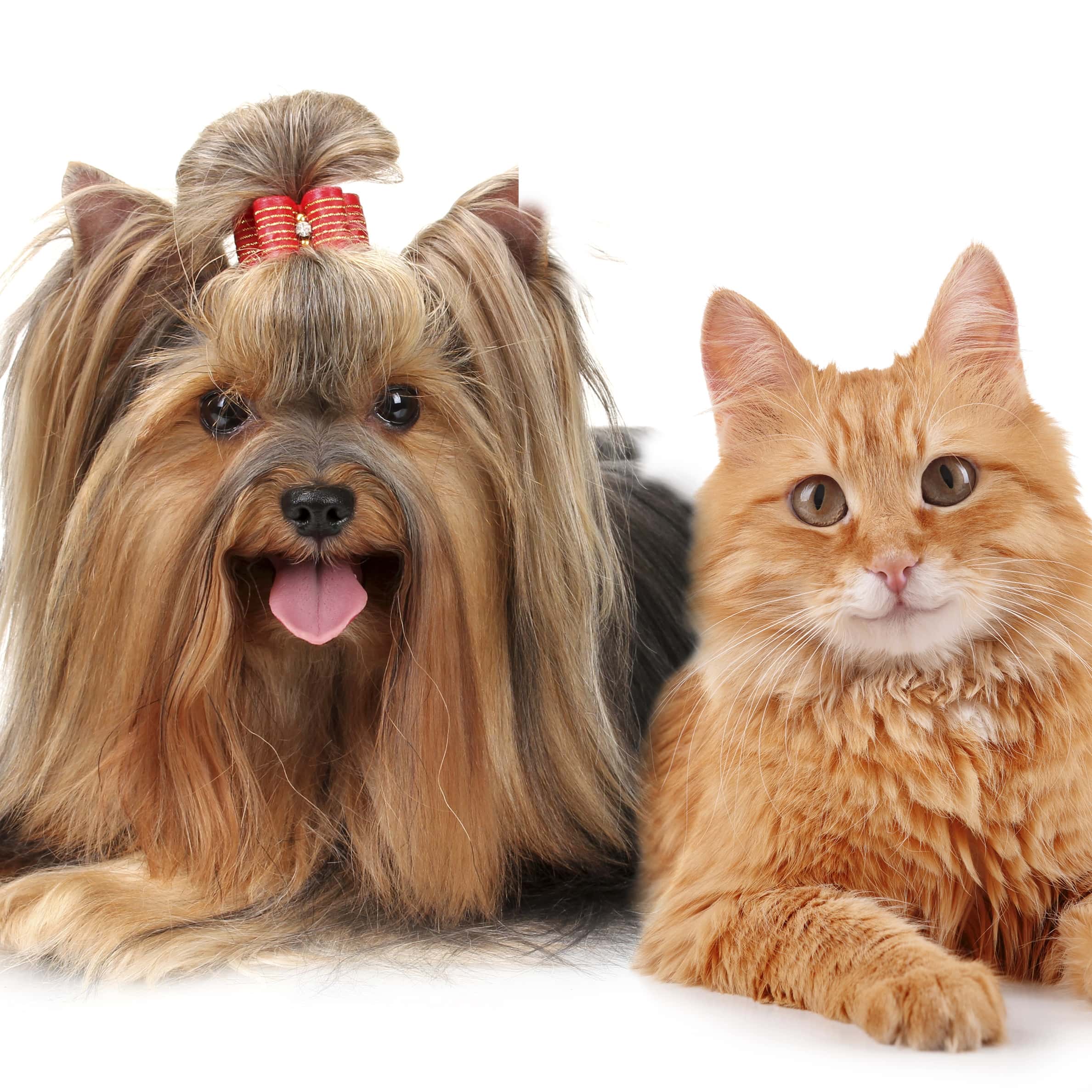 Little Munchkins Mobile Pet Grooming - Plano, TX, US, mobile dog grooming