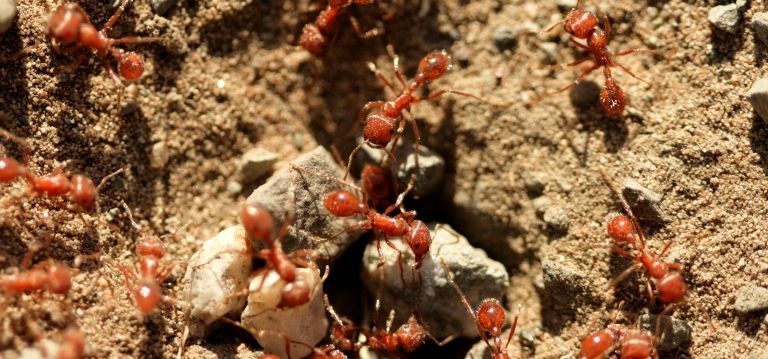 Western Exterminator - Santa Maria (CA 93455), US, termite control