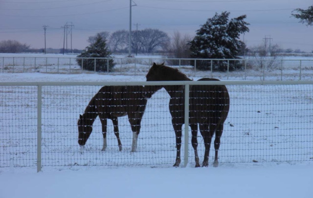 Premier Equine Veterinary Services - Whitesboro, TX, US, vets near me