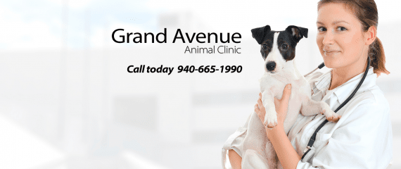 grand avenue animal clinic