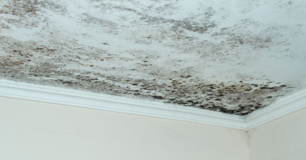 Carmel's Mold Removal Experts - Carmel Hamlet, NY, US, mold removal