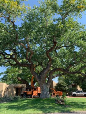 American Tree Services - Albuquerque, NM, US, tree service