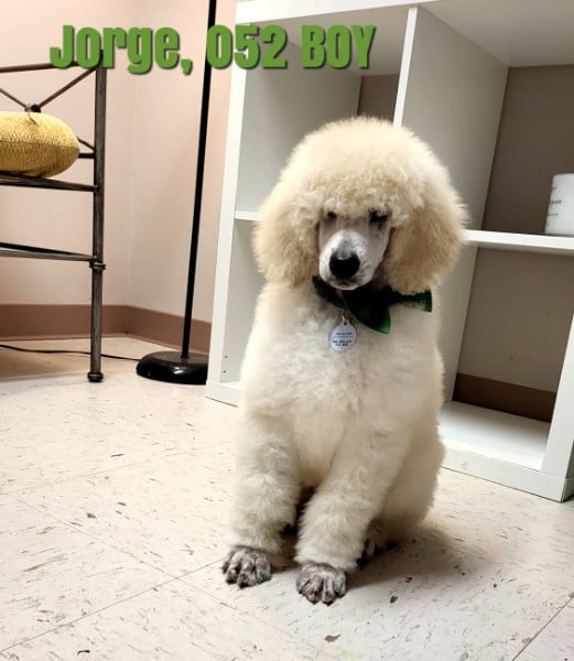 Mount Bethel Poodles - Limestone, TN, US, nearest pet store