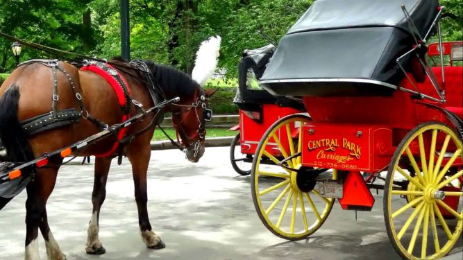 Central Park Carriages - New York, NY, US, horse carriage