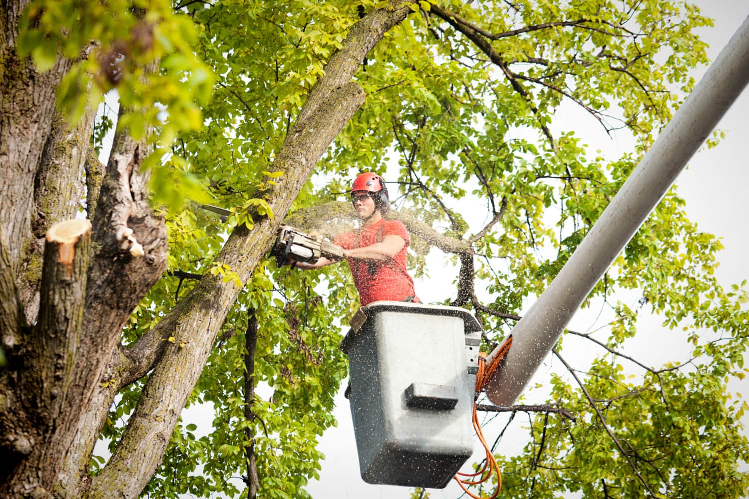 Real Tree Trimming & Landscaping, Inc. - Pompano Beach, FL, US, tree service near me

