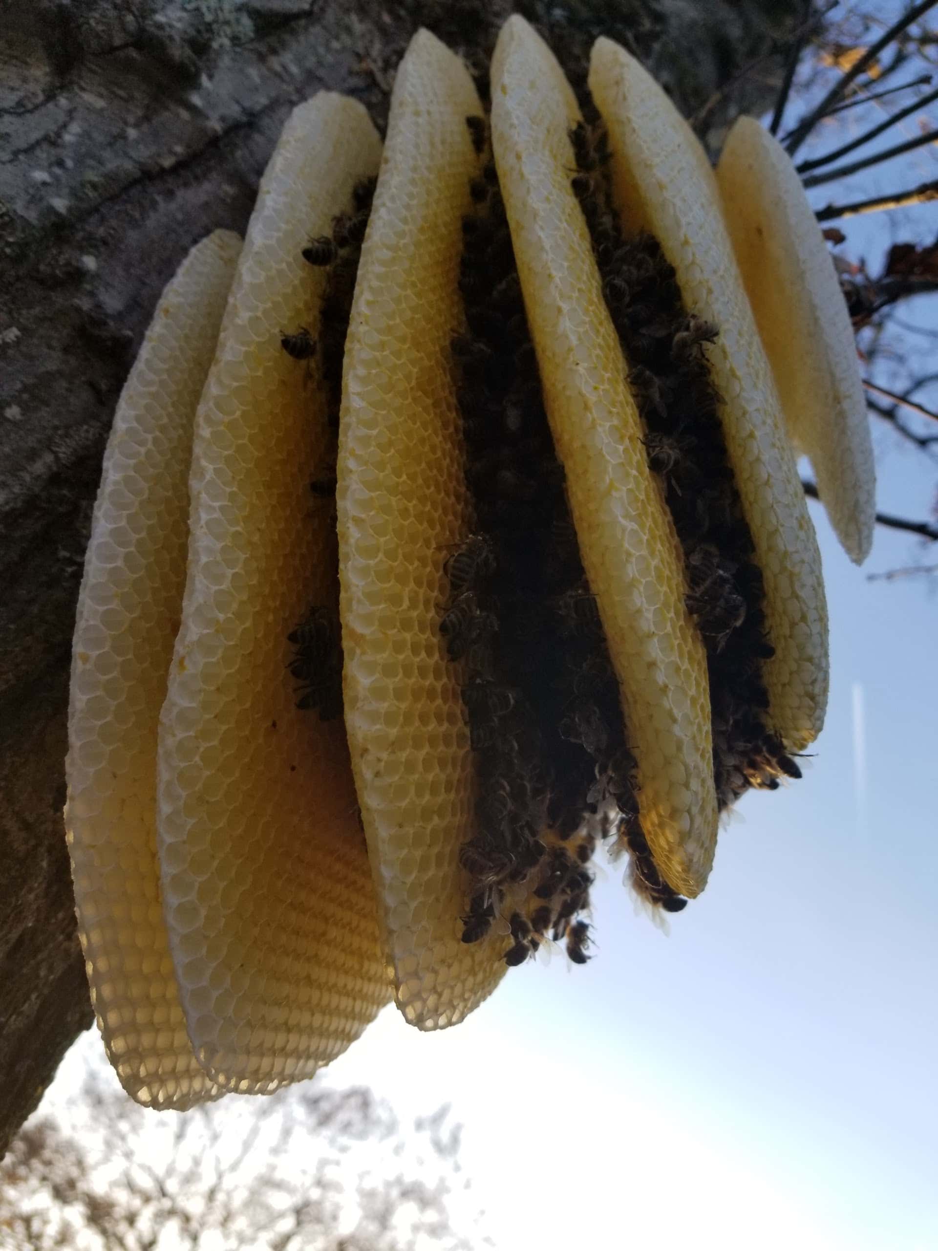Sawyer’s Wild Mountain Honey - Cropseyville, NY, US, moving a bee hive