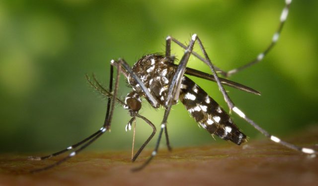 Mosquito Authority Macon GA - Gray, GA, US, macon tick control