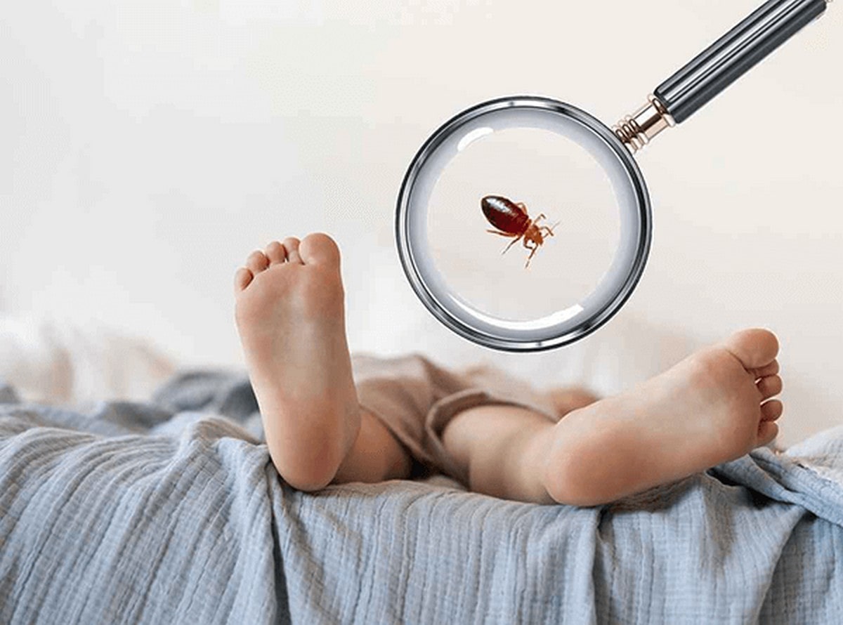 Florida Bedbug Solutions - Tampa - Spring Hill, FL, US, bed bug treatment