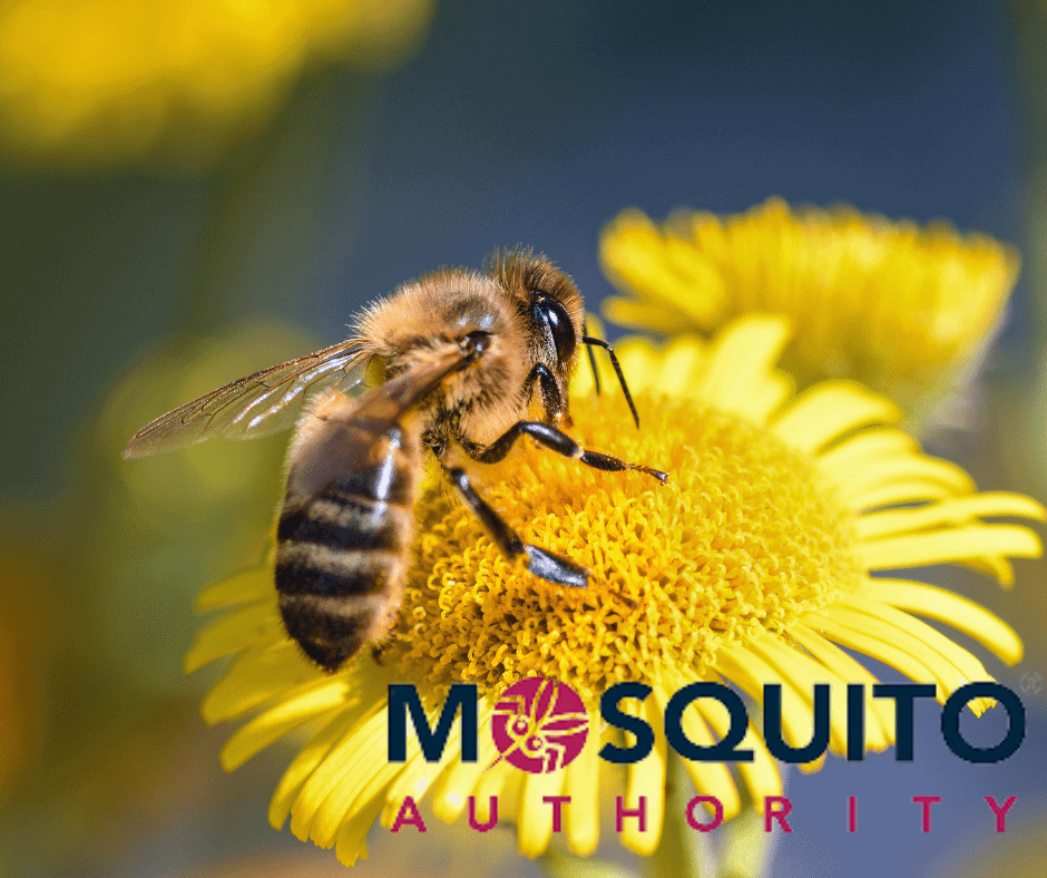 Mosquito Authority-The Woodlands, TX - Cypress, TX, US, bed bug heat treatment