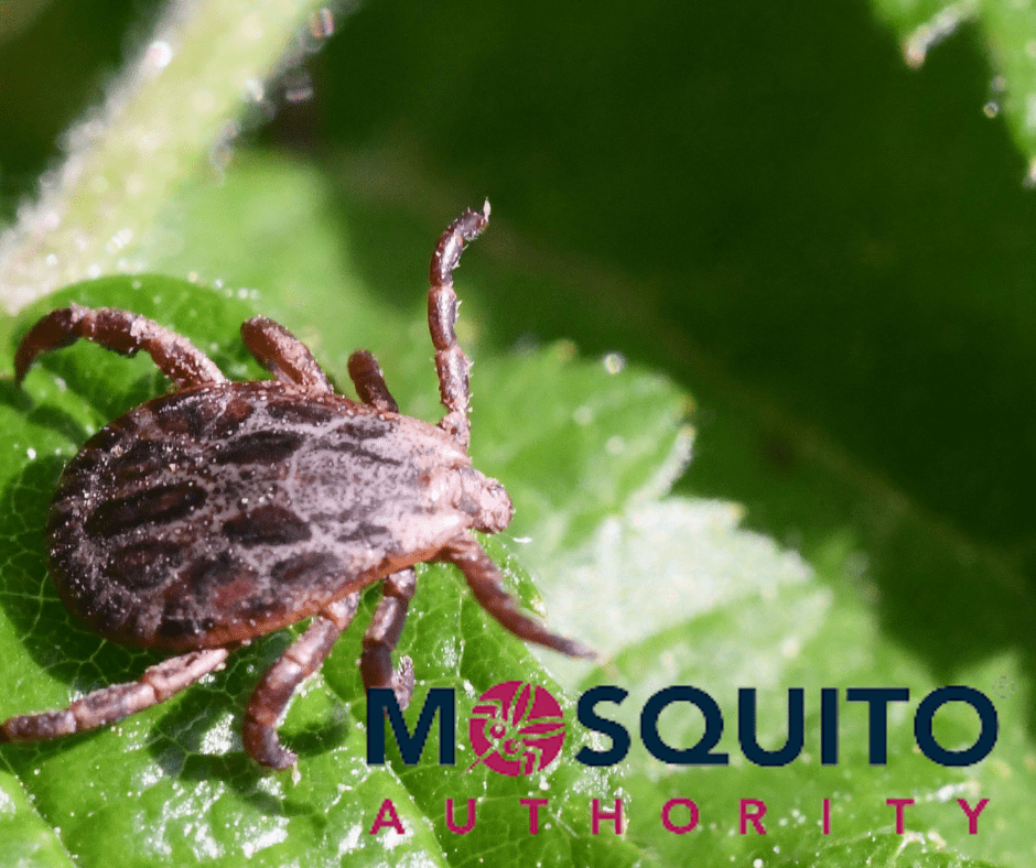 Mosquito Authority-Princeton/Robbinsville, NJ, US, bed bug removal