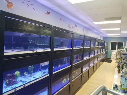 Fish Store Fish Tanks Freshwater Saltwater Fish - Rohnert Park, CA, US, aquarium shop