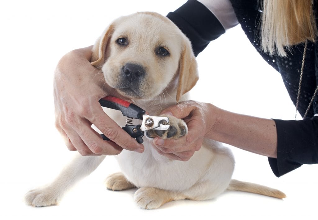 Pawnanny - Pet care solution provider - Herndon, VA, US, dog walking