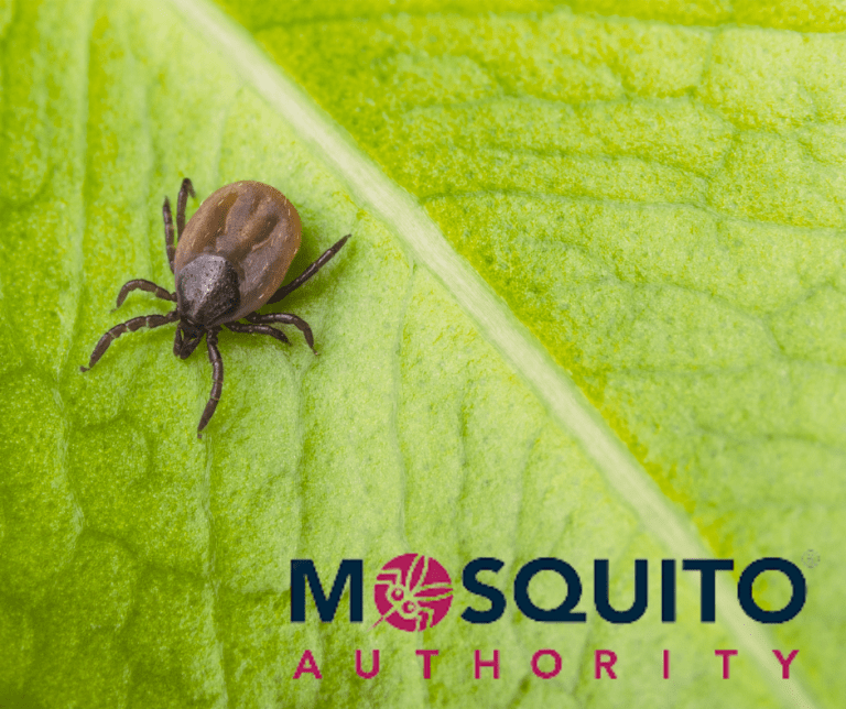 Mosquito Authority-Hickory, NC - Hickory (NC 28601), US, pest control
