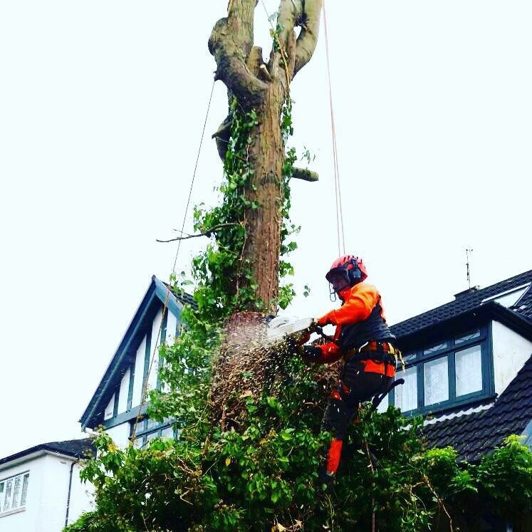 Cardiff Tree Surgery, UK, tree service