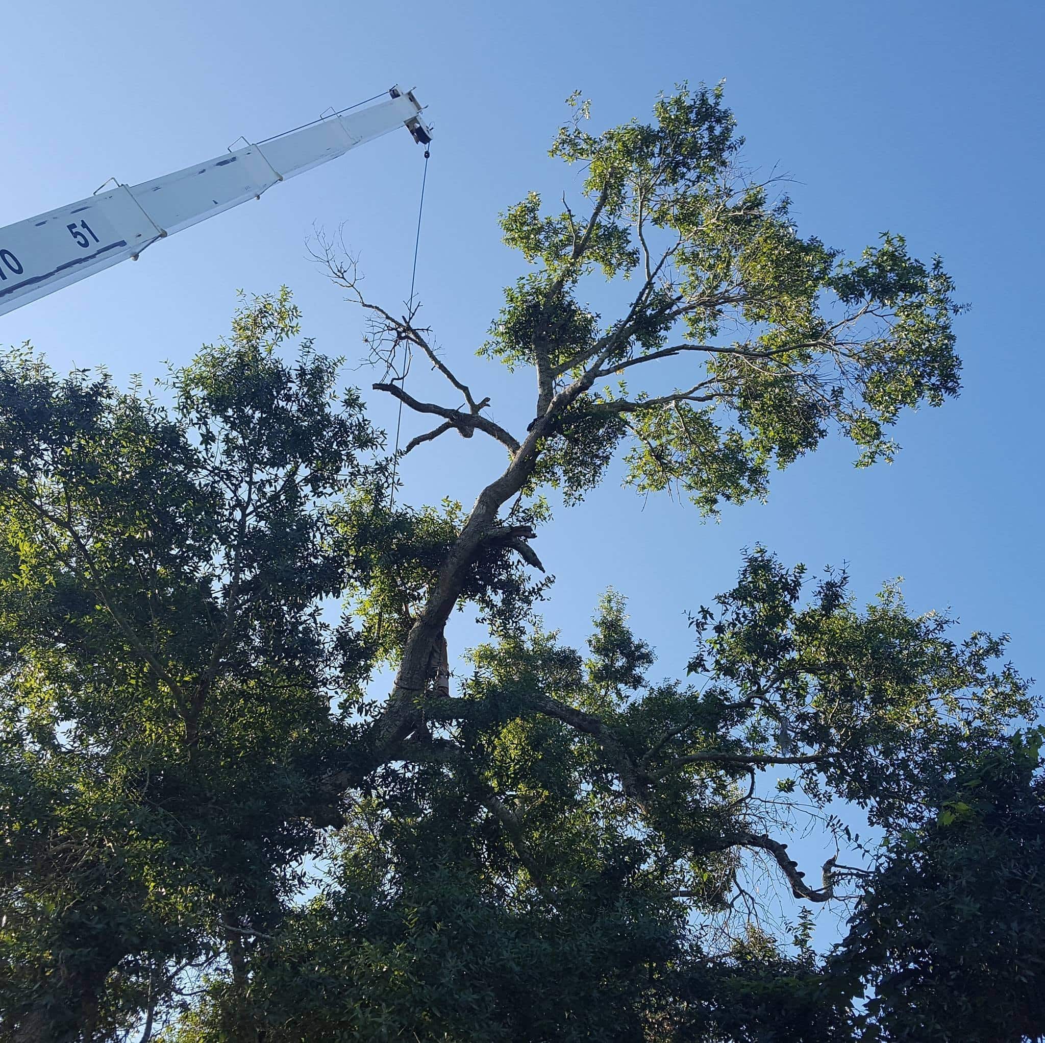 Tree Squad - St. Augustine, FL, US, tree palm