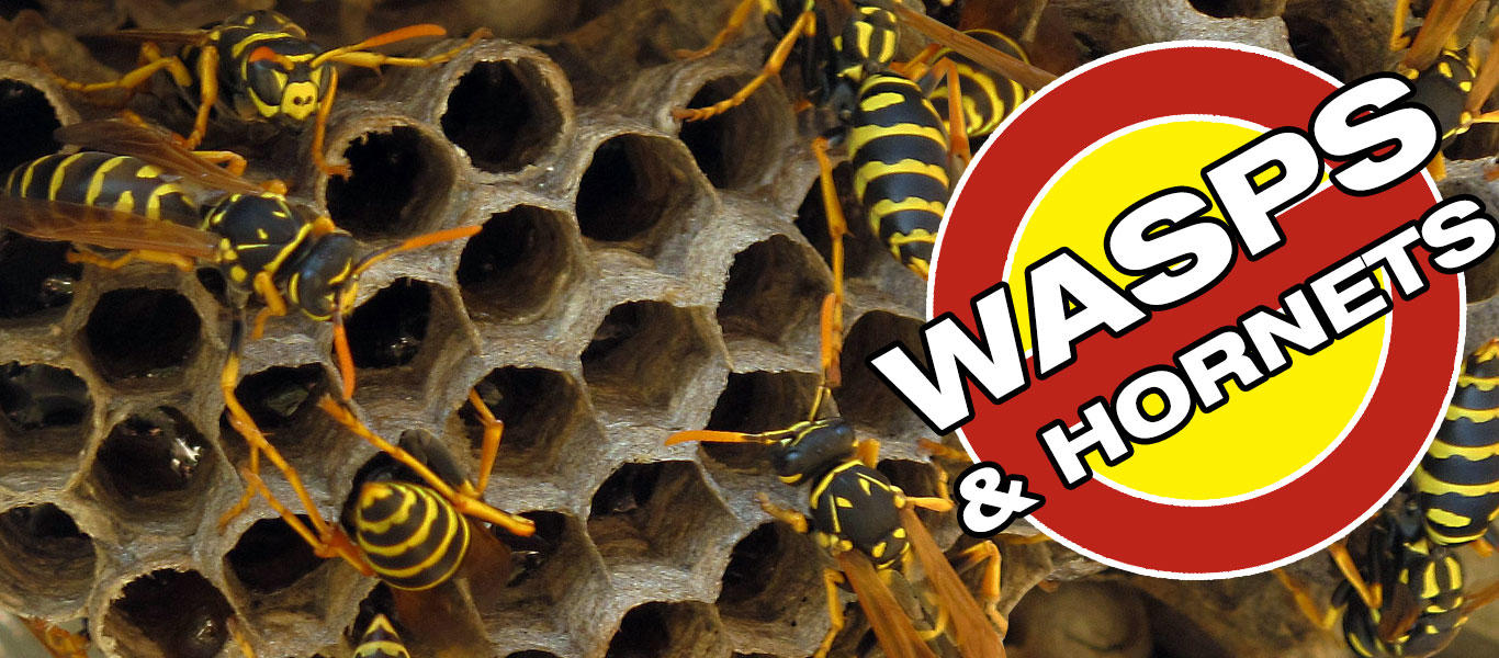 Anderson Pest Control - Colorado Springs, CO, US, bee removal